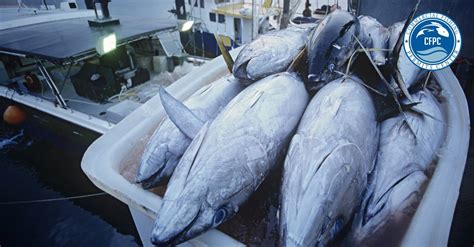 tuna business figgerits|Tuna business [ Figgerits Answers ] .
